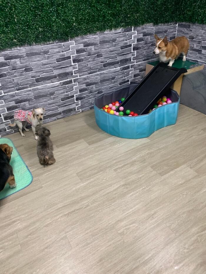 Images Majesty Pet Hotels