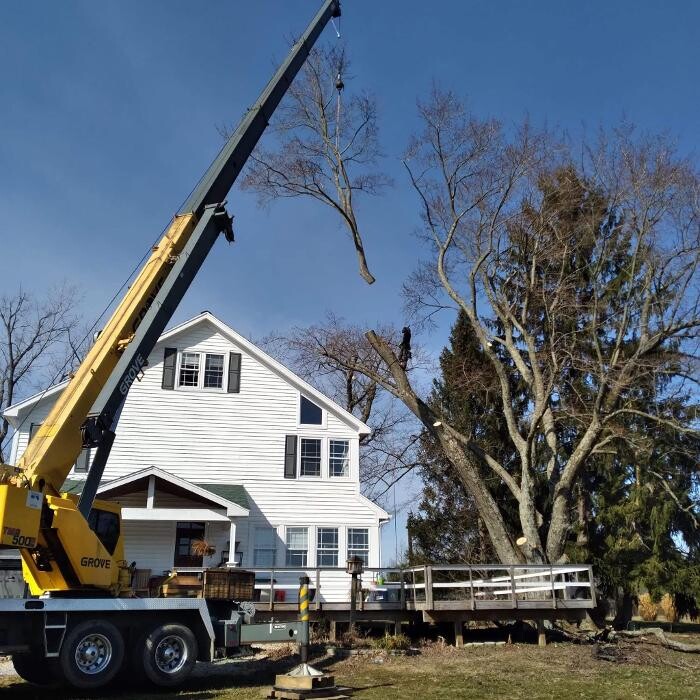Images Anstaett's Tree Service