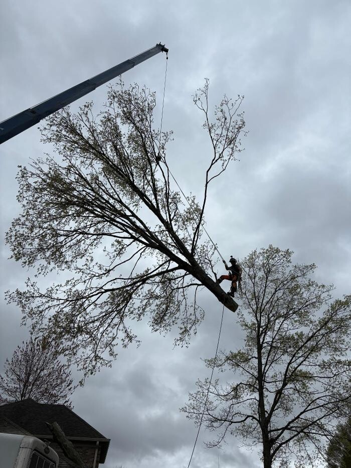 Images Anstaett's Tree Service