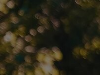 Website Screenshot Danilo's Professional Tree Service & Landscaping Co