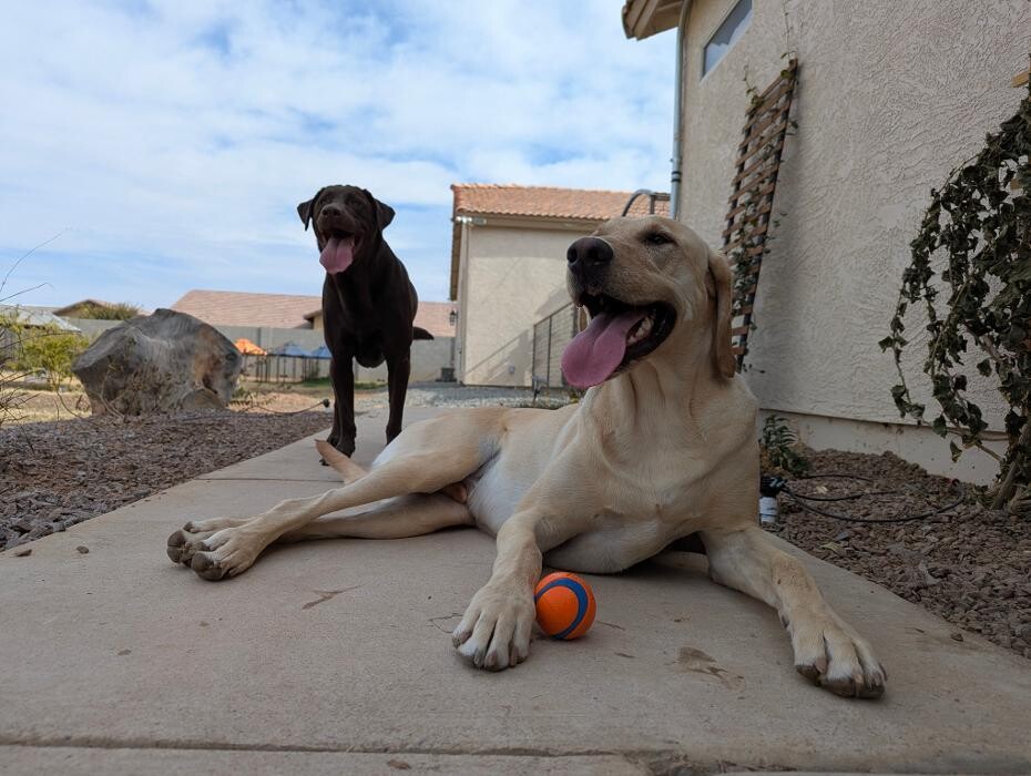 Images Desert Oasis Pet Retreat