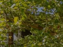 Website Screenshot Commons at Verandas in Tanasbourne Apartments