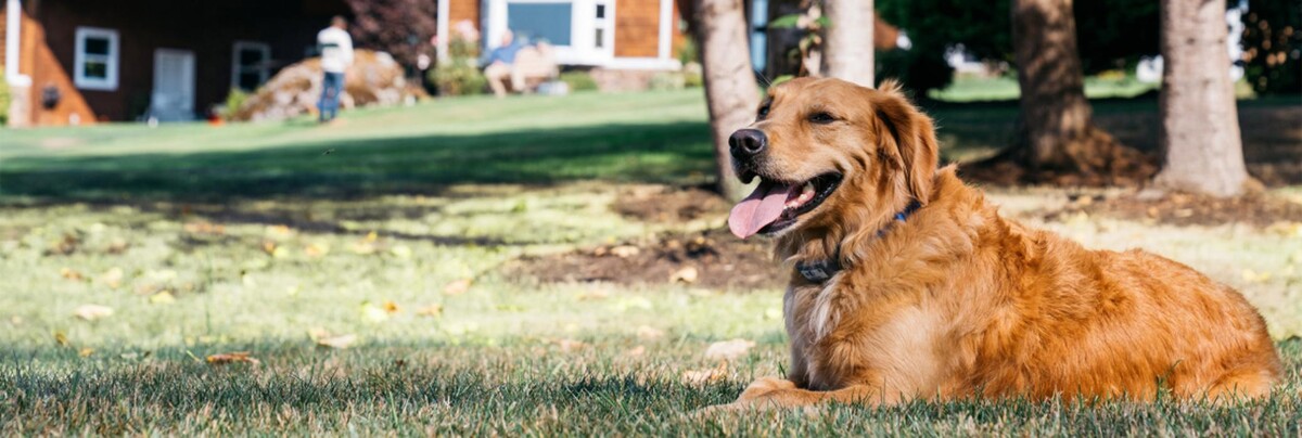 Images Dog Guard of Northern & Central NJ