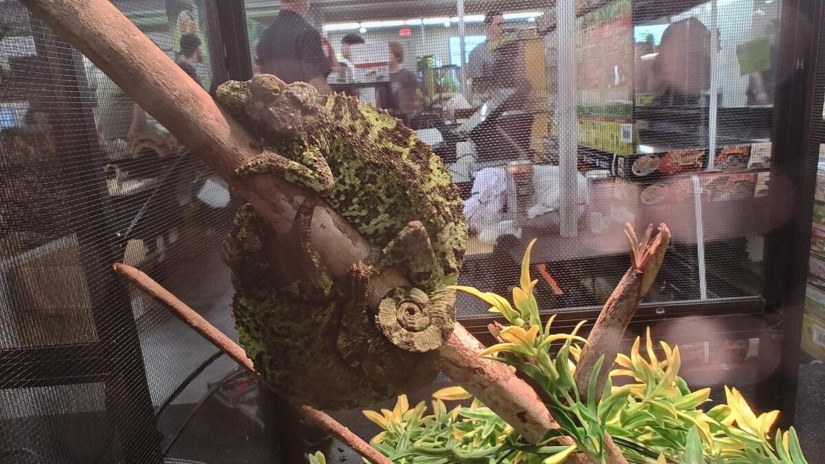 Images Tree of Life Exotic Pet Medical Center