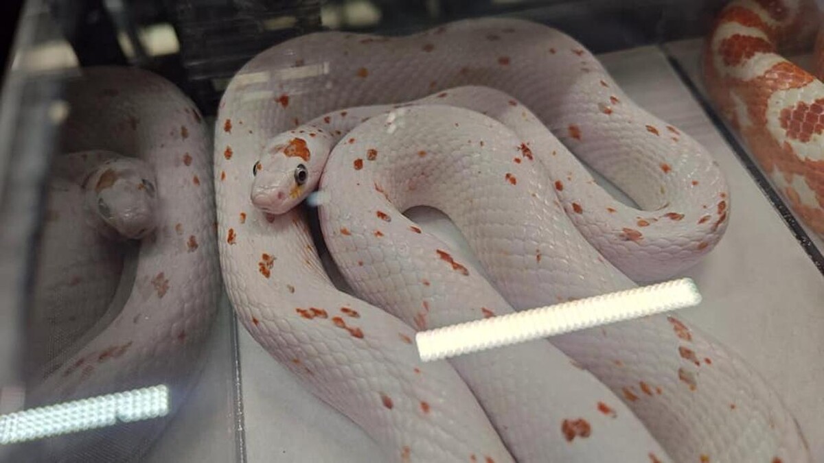 Images Tree of Life Exotic Pet Medical Center