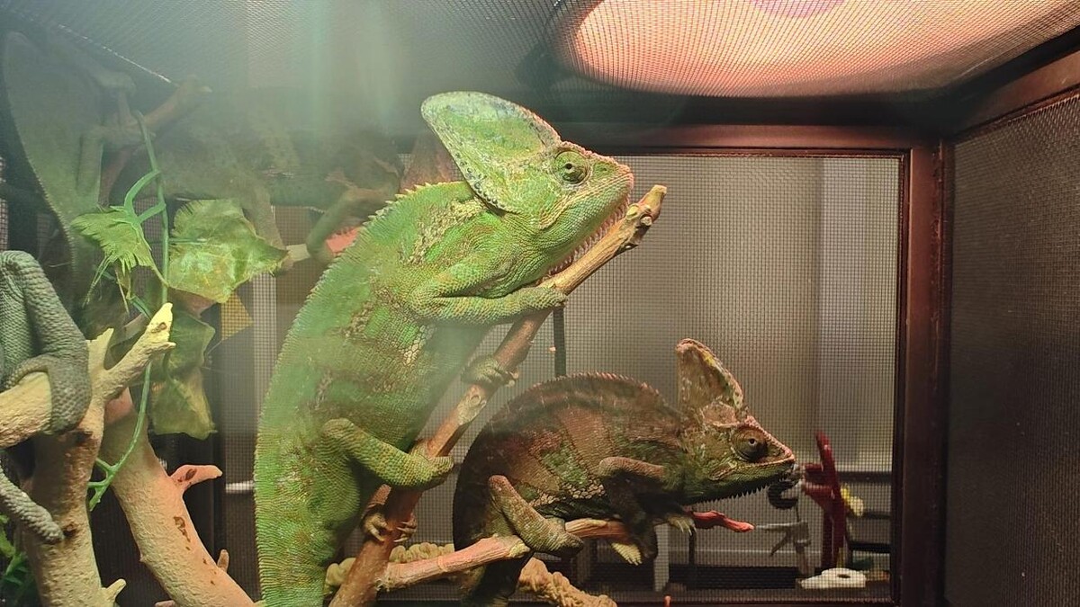 Images Tree of Life Exotic Pet Medical Center