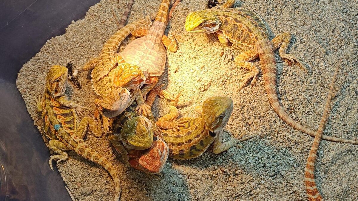 Images Tree of Life Exotic Pet Medical Center