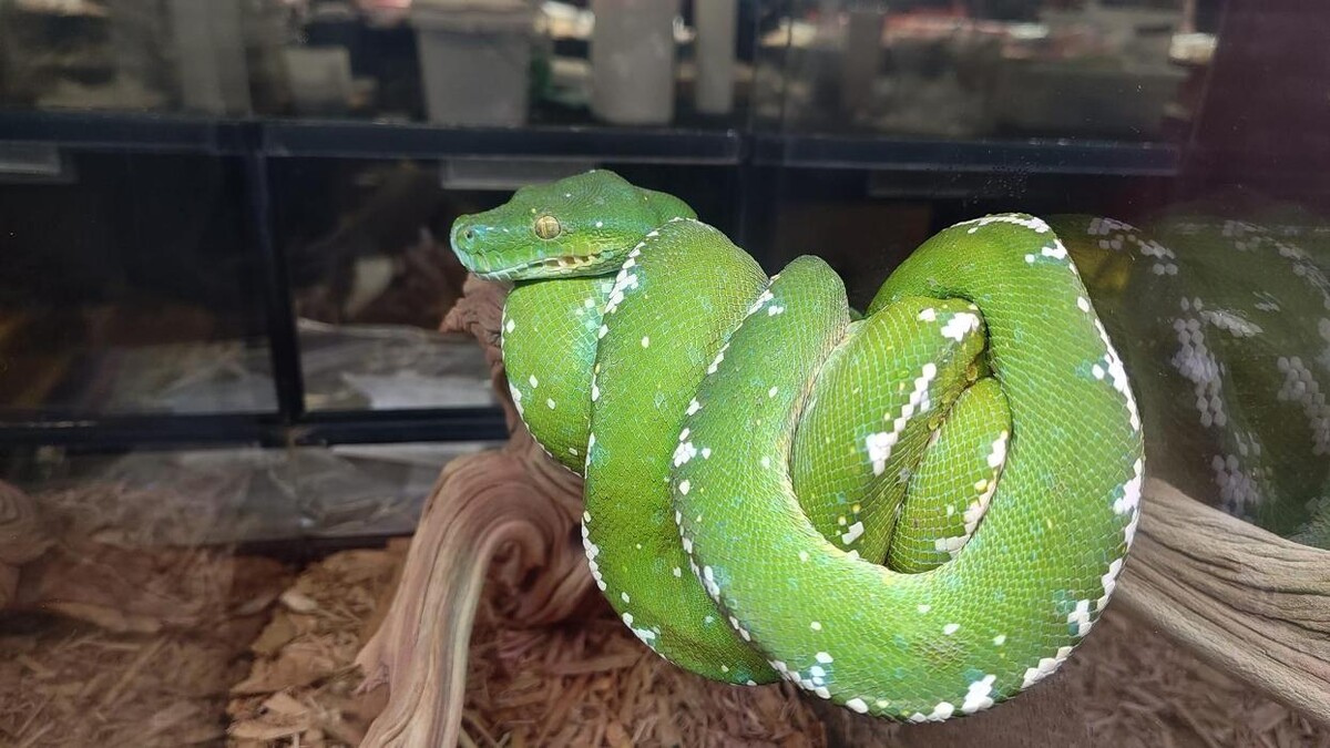 Images Tree of Life Exotic Pet Medical Center