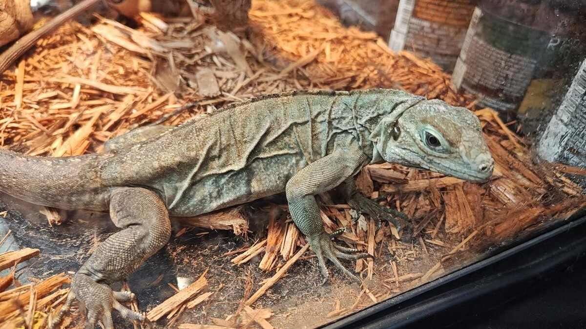 Images Tree of Life Exotic Pet Medical Center
