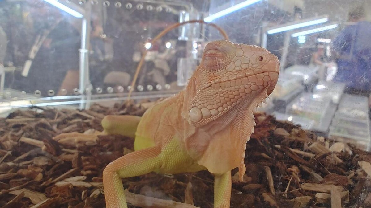Images Tree of Life Exotic Pet Medical Center
