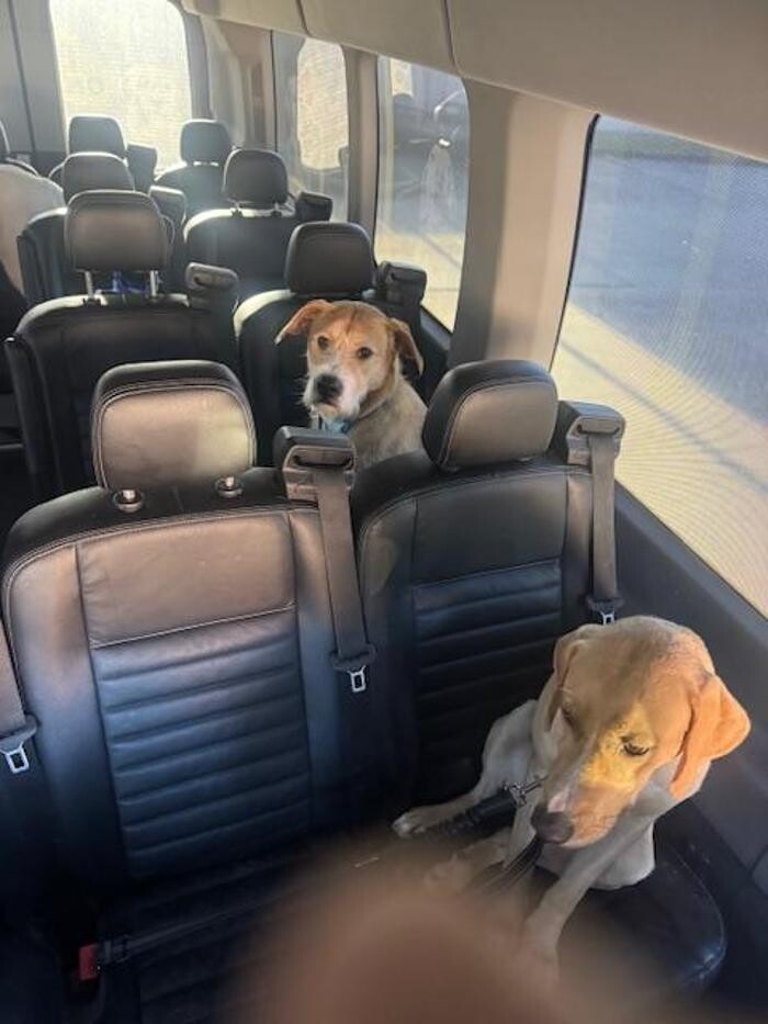 Images The Doggie Bus NOLA