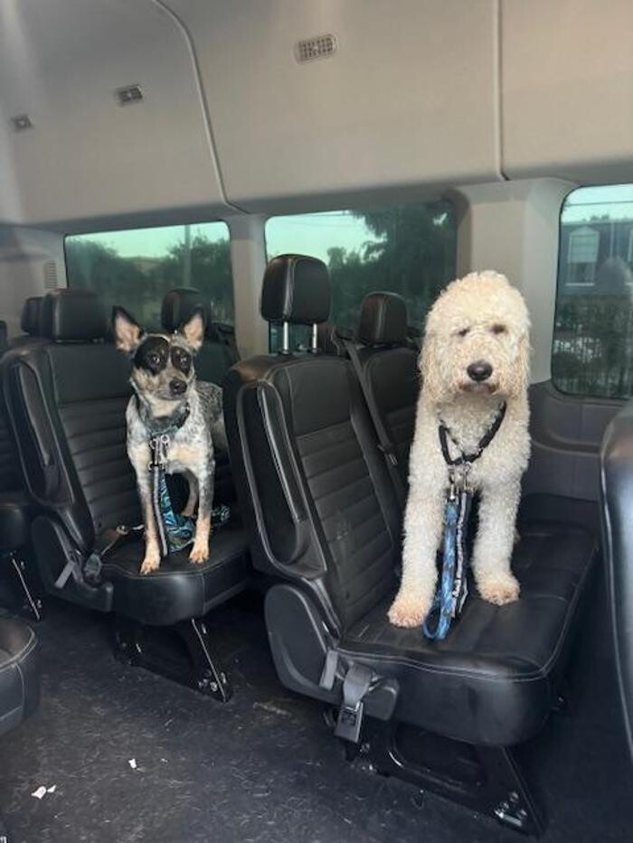 Images The Doggie Bus NOLA