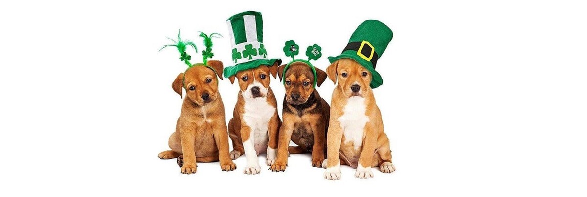 Images Cielo Grande Veterinary Center