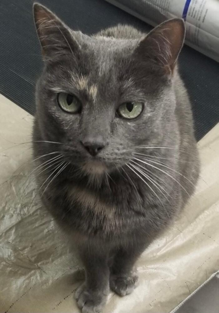 Images Highland Animal Hospital