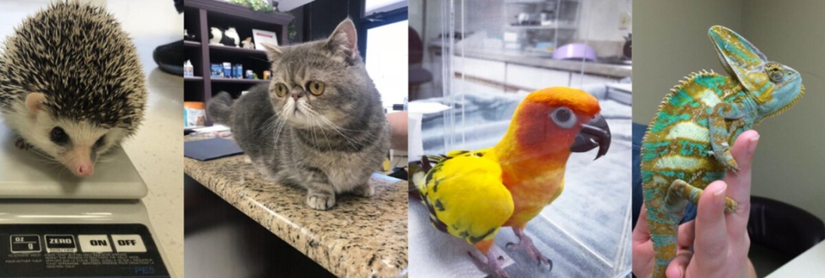 Images Paws & Claws Animal Hospital and Holistic Pet Center