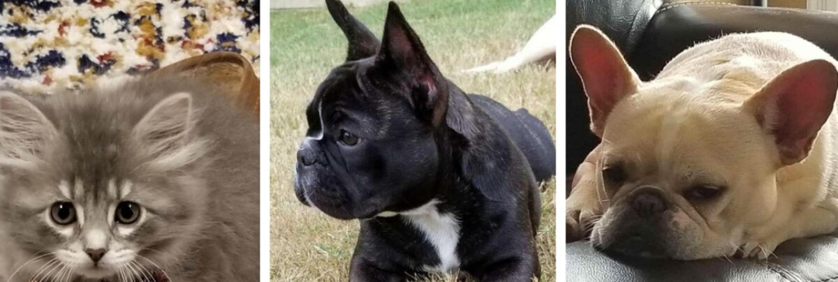 Images English Veterinary Care