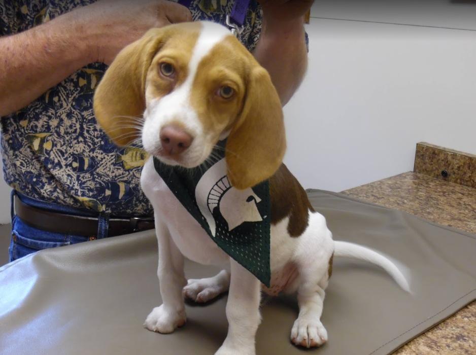 Images Greenville Animal Hospital