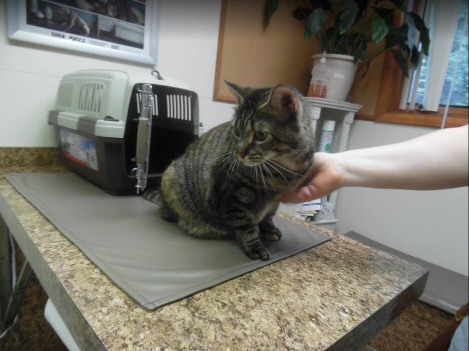 Images Greenville Animal Hospital
