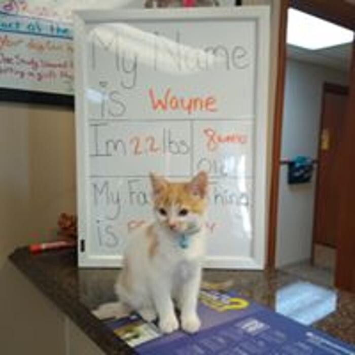 Images Greenville Animal Hospital