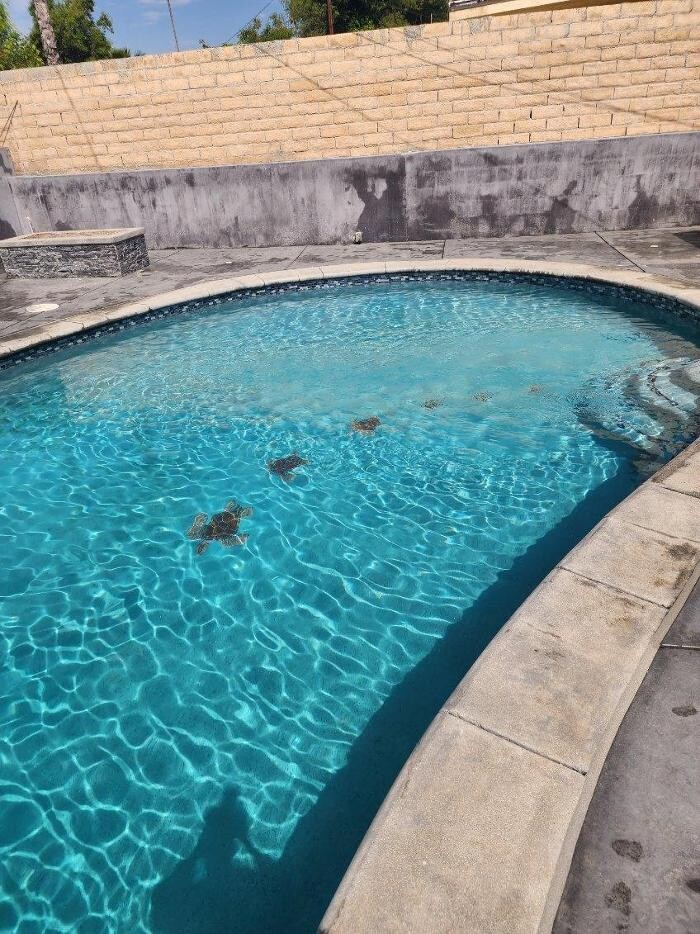 Images DLS Pools Inc.
