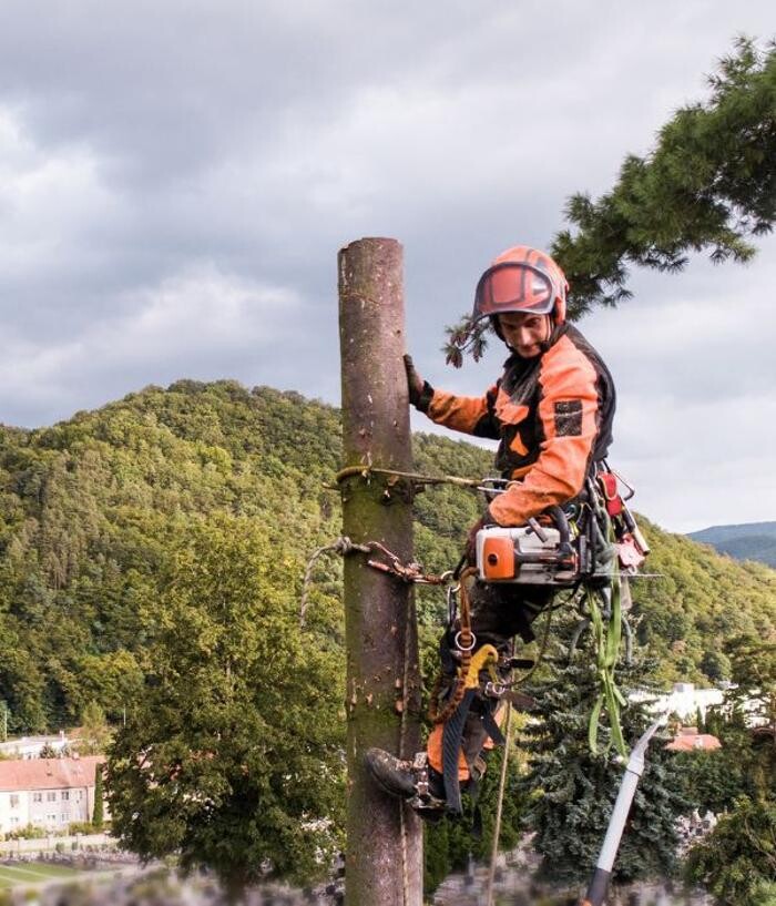 Images B.G. Tree Care