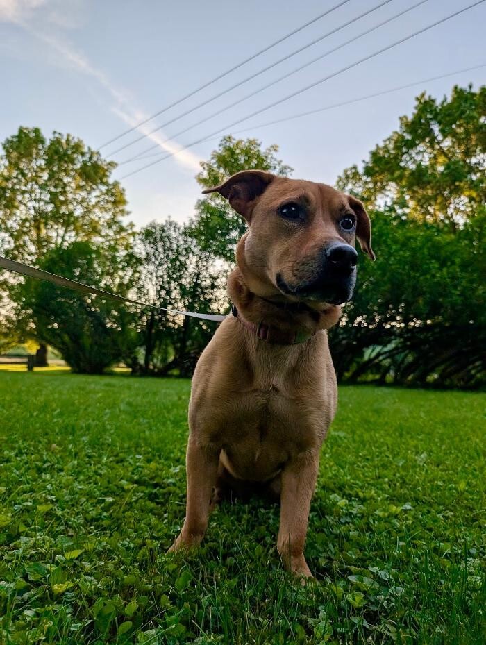Images WMK9-Well Mannered K9 LLC