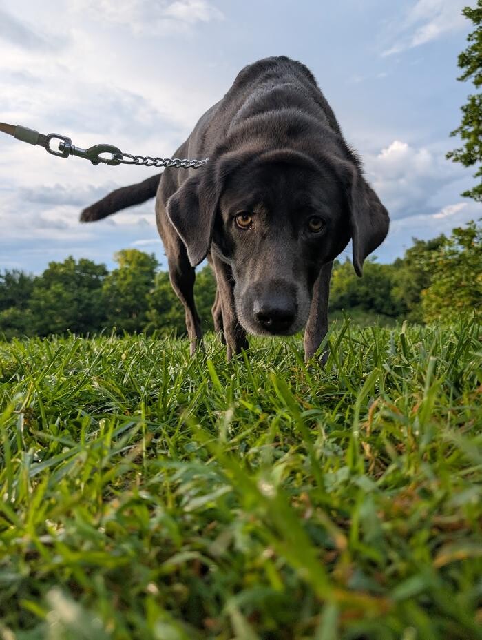 Images WMK9-Well Mannered K9 LLC