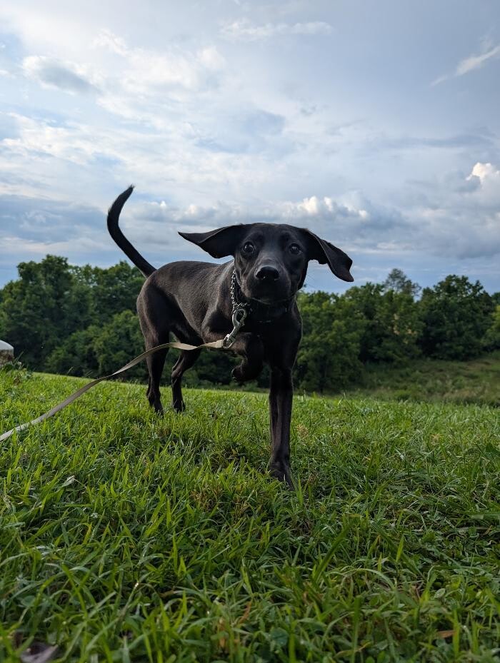 Images WMK9-Well Mannered K9 LLC