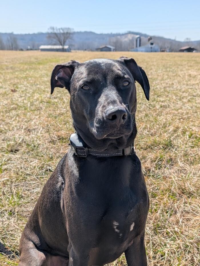 Images WMK9-Well Mannered K9 LLC