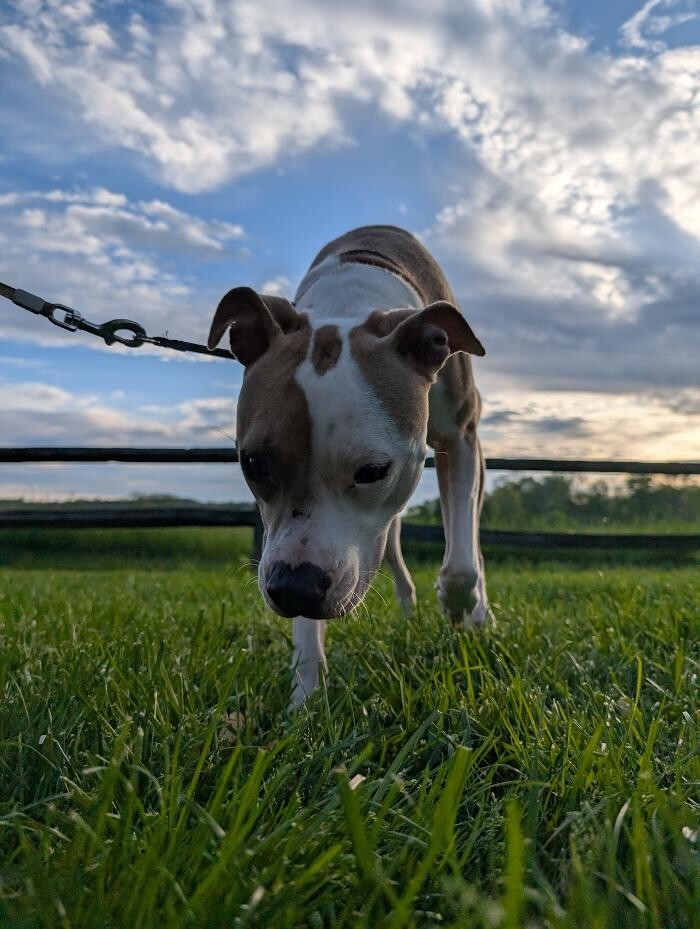 Images WMK9-Well Mannered K9 LLC