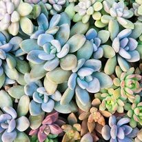 Images Stadler Nurseries