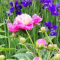 Images Stadler Nurseries