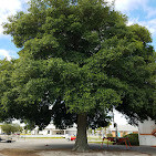 Images Redbird Tree Service