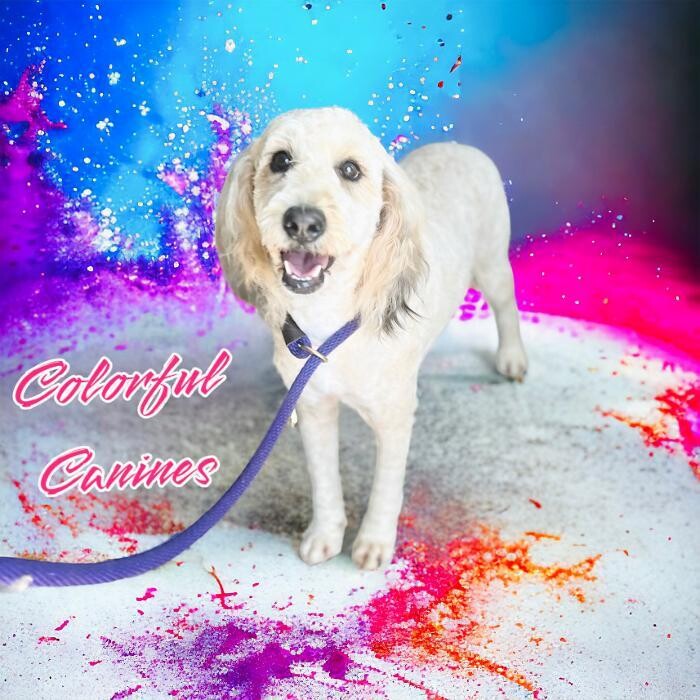 Images Colorful Canines