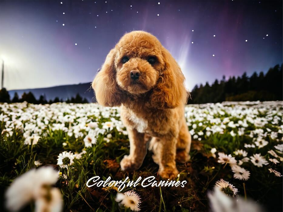 Images Colorful Canines