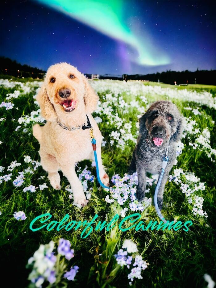 Images Colorful Canines