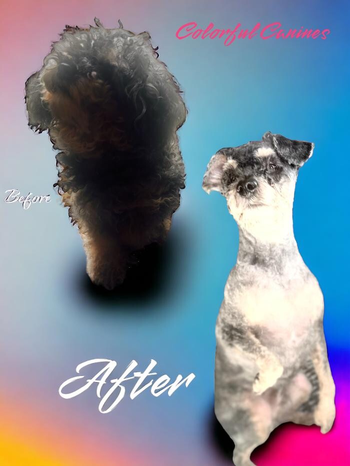 Images Colorful Canines