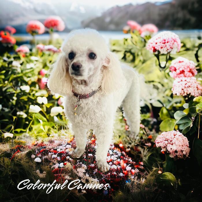 Images Colorful Canines