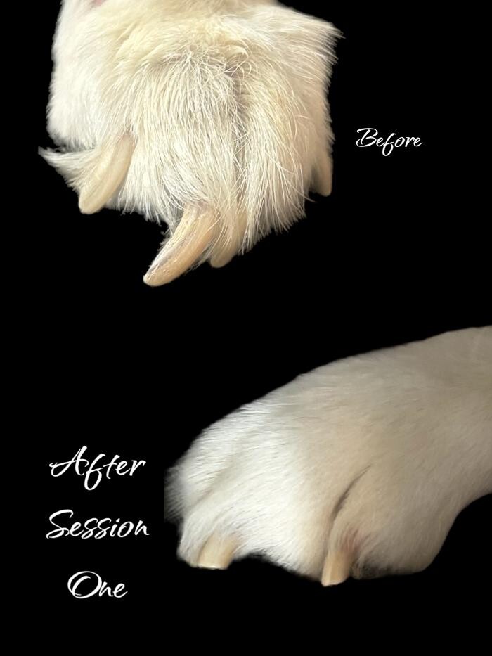 Images Colorful Canines