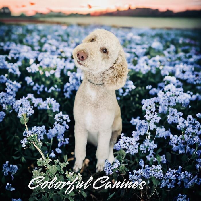 Images Colorful Canines