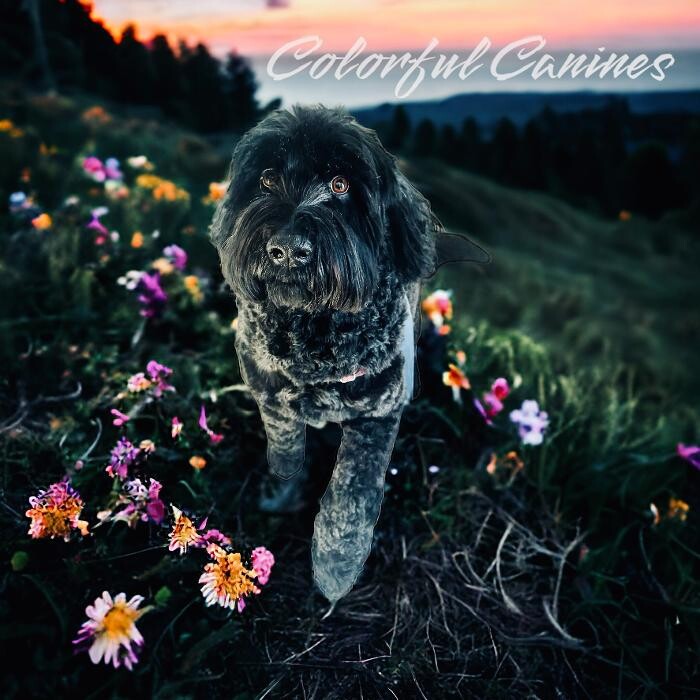 Images Colorful Canines