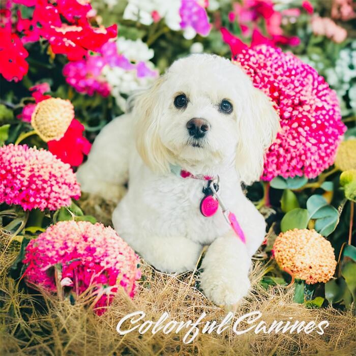 Images Colorful Canines