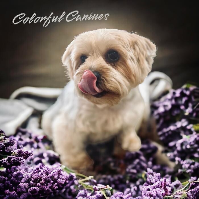 Images Colorful Canines