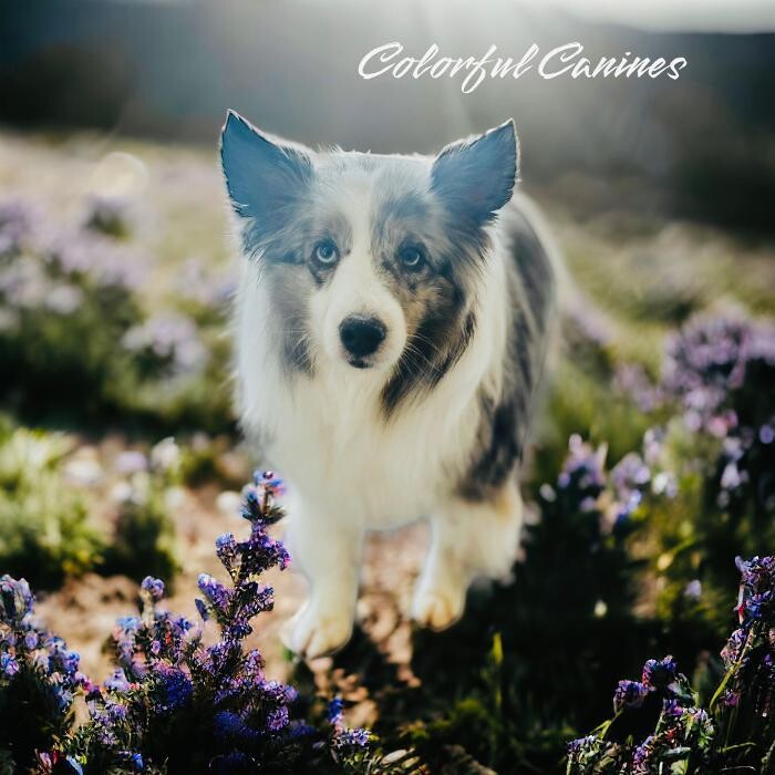 Images Colorful Canines