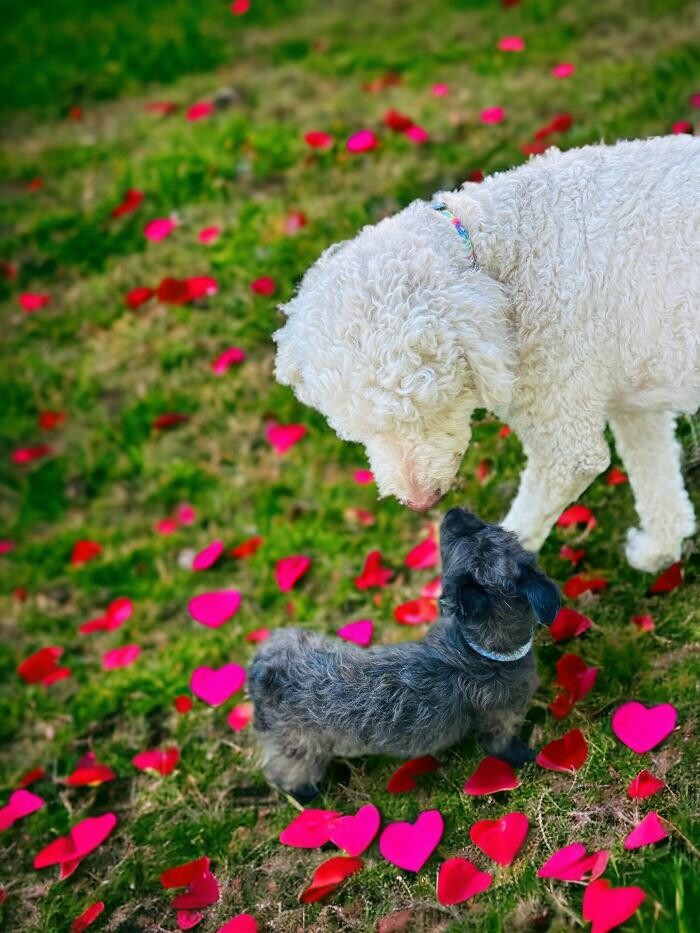 Images Colorful Canines