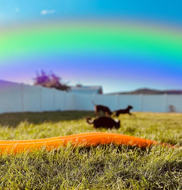 Images Colorful Canines