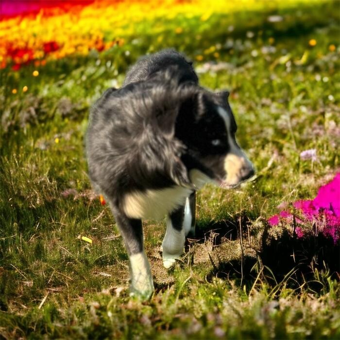 Images Colorful Canines