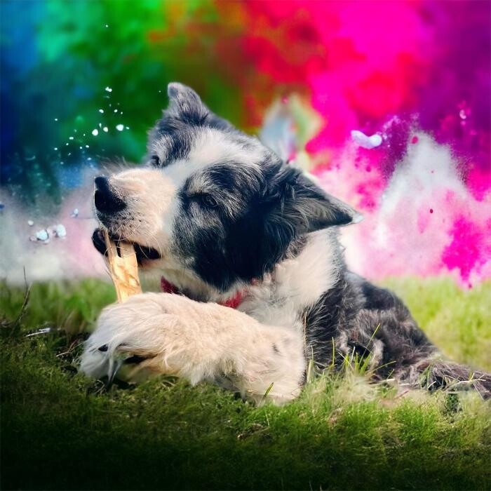 Images Colorful Canines