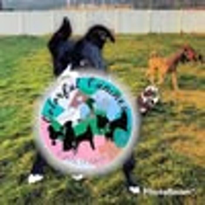 Images Colorful Canines