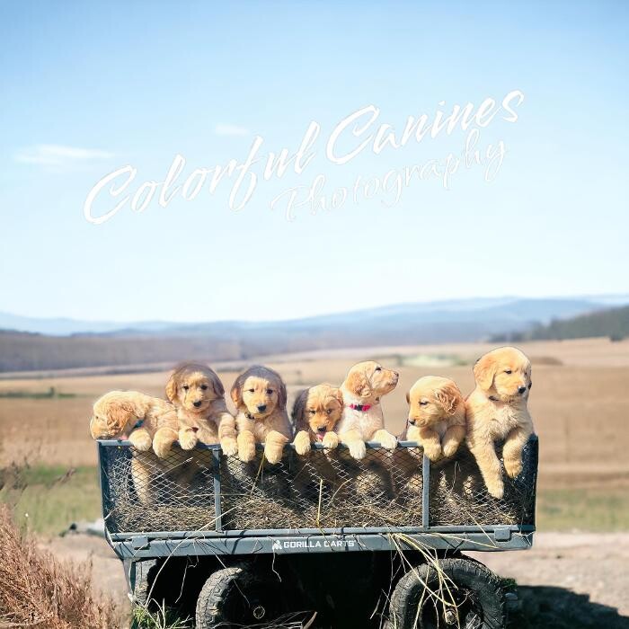 Images Colorful Canines